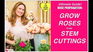 HOW TO MAKE MORE ROSE PLANTS🌹Grow Rose Plants From Cuttings Shirley Bovshow [upl. by Atteuqal]