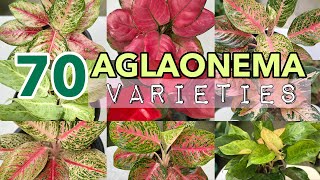 Aglaonema Collection for Beginners  Different Aglaonema Varieties [upl. by Ardnuas]