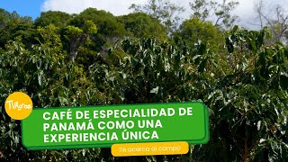 Café de especialidad de Panamá como una experiencia única  TvAgro por Juan Gonzalo Angel Restrepo [upl. by Latnahc]