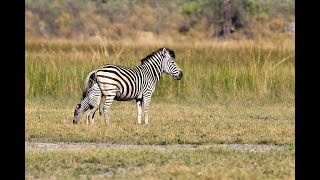 OVER 7 MILLION VIEWS Zebra birth amp Wild Dog interaction [upl. by Dido530]