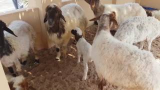 Halal festival  Qatar  Goats  Katara [upl. by Notsej]