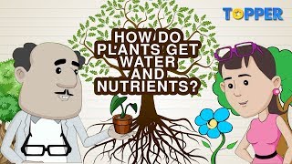 Transportation of Water and Nutrients in Plants  Xylem and Phloem Class 7th Biology [upl. by Harvey]