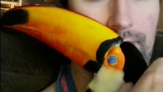 Toupac the Toucan CUDDLES [upl. by Abixah]