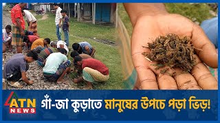 গাঁজা কুড়াতে মানুষের উপচে পড়া ভিড়  Naldanga  Natore  ATN News [upl. by Schonthal]