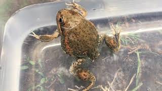 Natural Curiosity  Eastern Banjo Frog [upl. by Cherianne628]