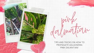 How To Propagate Aglaonema Pink Dalmatian [upl. by Zinah]