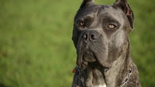 HOBBY CANE CORSO BREEDER SHOWS OFF HER AMAZING ITALIAN MASTIFFS [upl. by Schnorr]