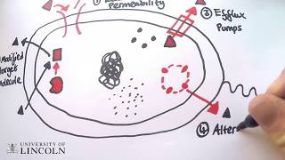 Betalactamase antibiotic resistance [upl. by Miyasawa170]