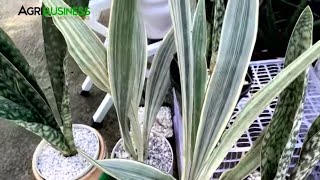 DIFFERENT VARIETIES OF SNAKE PLANT  SANSEVIERIA  Affordable to Super Expensive Indoor Plants [upl. by Chon935]