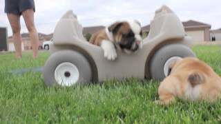 Cutest English Bulldog Puppies EVER [upl. by Yelsha616]