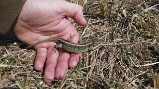 Jašterica krátkohlava  Lacerta agilis podarilo sa mi skrotiť jaštericu 🙂 [upl. by Anirazc343]