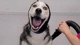 Hilarious dramatic Husky throws a temper tantrum [upl. by Hultin]