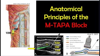 MTAPA Block Anatomical Principles 2023 [upl. by Nahgaem998]