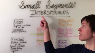 Interspinales amp Intertransversarii Muscles Anatomy [upl. by O'Toole]