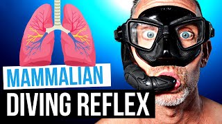 How Freedivers Dive Deeper  The Mammalian Diving Reflex [upl. by Horner321]