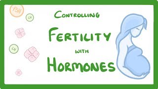 GCSE Biology  What is IVF How Does IVF Work and What Are The Risks IVF Explained 62 [upl. by Brozak]