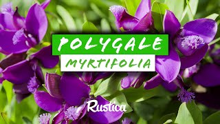 Réussir la culture du POLYGALE A FEUILLES DE MYRTE [upl. by Arolf]