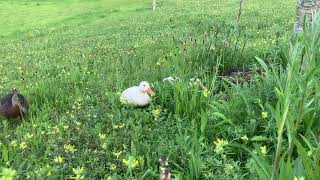 Ducklings now bigger ducks duck birds nature [upl. by Ahseneuq]