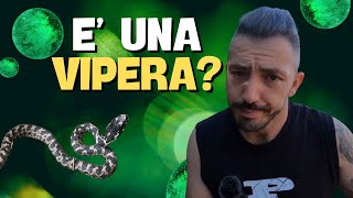 E una VIPERA o un CERVONE [upl. by Nasah]