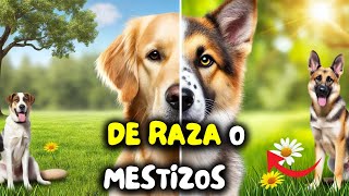 Diferencias entre perros DE RAZA y MESTIZOS [upl. by Atinav]