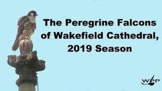 Wakefield Peregrines 2019 Season [upl. by Rovert678]