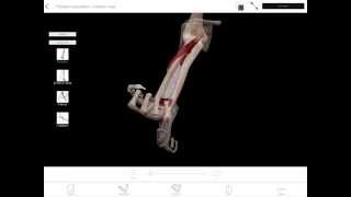 LearnVisible Body  Forearm Pronation and Supination [upl. by Adihaj20]