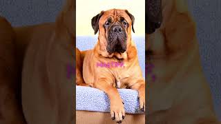 Mollosso presa mayo  new dog breed  I was stunned with this dog dog dogs shortsvideo subscribe [upl. by Raseac]