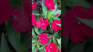 Impatiens Flowers Gardening  Litha’s Passion World [upl. by Abernathy]