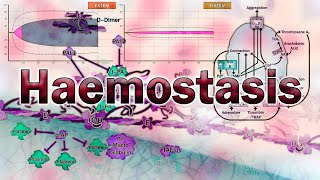 Haemostasis  Physiology and Assessment [upl. by Gay]