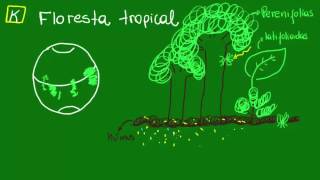 Floresta tropical  Ecologia  Biologia [upl. by Woodcock474]