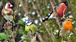 Beautiful Birds Chirping amp Singing in The Hedge  Robin amp More Bird Song amp Sounds [upl. by Toiboid]