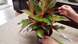 How to maintain a Red Aglaonema Plant  Donna Joshi [upl. by Anahsohs]