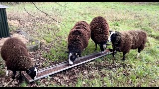 Rams in their winter paddock amp bringing in horses before tonight’s storm [upl. by Adam]