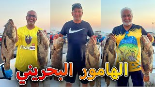 أكثر رحلة بحرية نصيد فيهه هوامير في البحرين  Top Grouper Fishing Trip in Bahrain [upl. by Aissat221]