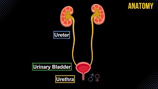 Excretory System and the Nephron [upl. by Mulry]