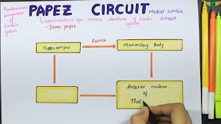 Papez circuit  Medial limbic Circuit  Connections  Function [upl. by Aitel25]