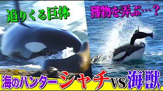 海獣たちの群れに襲いかかるシャチ！南米の海岸で繰り広げられる激しい攻防の行方は…「オタリア赤ちゃんが立ち向かう生存率５割の世界」＜完全版＞【どうぶつ奇想天外／WAKUWAKU】 [upl. by Inaboy712]