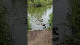 Clapham Common London ducks lake uk [upl. by Sasha420]