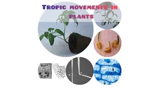 Tropic movements in plantsTheir typesLearn with Ghazal🌴Special for beginners [upl. by Conchita]