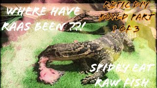 Where Have I Been Retic Build Part1 Spidey Eating Fish  Part 13🐲 [upl. by Acirderf]