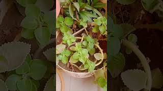 Ajwain plantsherbalplants gardening plants [upl. by Etteroma322]