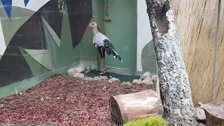 Secretary bird and New Guinea coucal [upl. by Erlond]