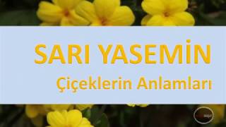 Çiçeklerin Anlamları SARI YASEMİN [upl. by Annat88]