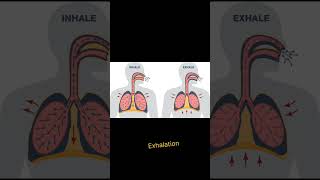 Inhalation and Exhalation  Meaning of Inhalation and Exhalation breathing [upl. by Ailemac]