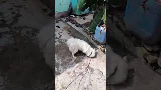 Jimmy Naha kar fresh Ho Gaya doglover 2018 funny jimmi funnymoment [upl. by Gautier]