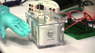 Electrophoresis Assembling amp Running An SDS Page Gel [upl. by Eiten90]