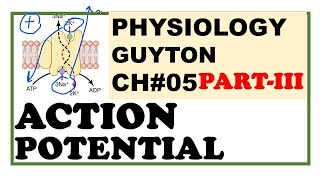 Chapter5PartIII  Action Potential  Depolarization  Repolarization Guyton Physiology [upl. by Nelleoj]