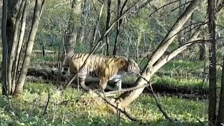 Amur tiger in the southern part of its habitat [upl. by Boehike]