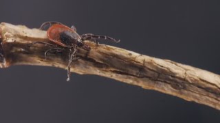 Diseasecarrying ticks are most active in the fall [upl. by Vinita902]