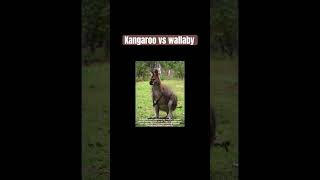 Kangaroo vs wallaby 🦘❤️ facts imformative animals kangaroo wallaby [upl. by Pengelly]